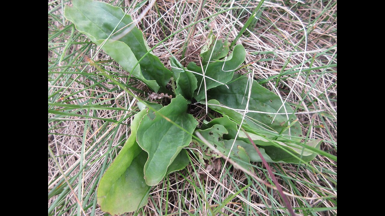 Anchored To The Ground Plantain October 12, 2021