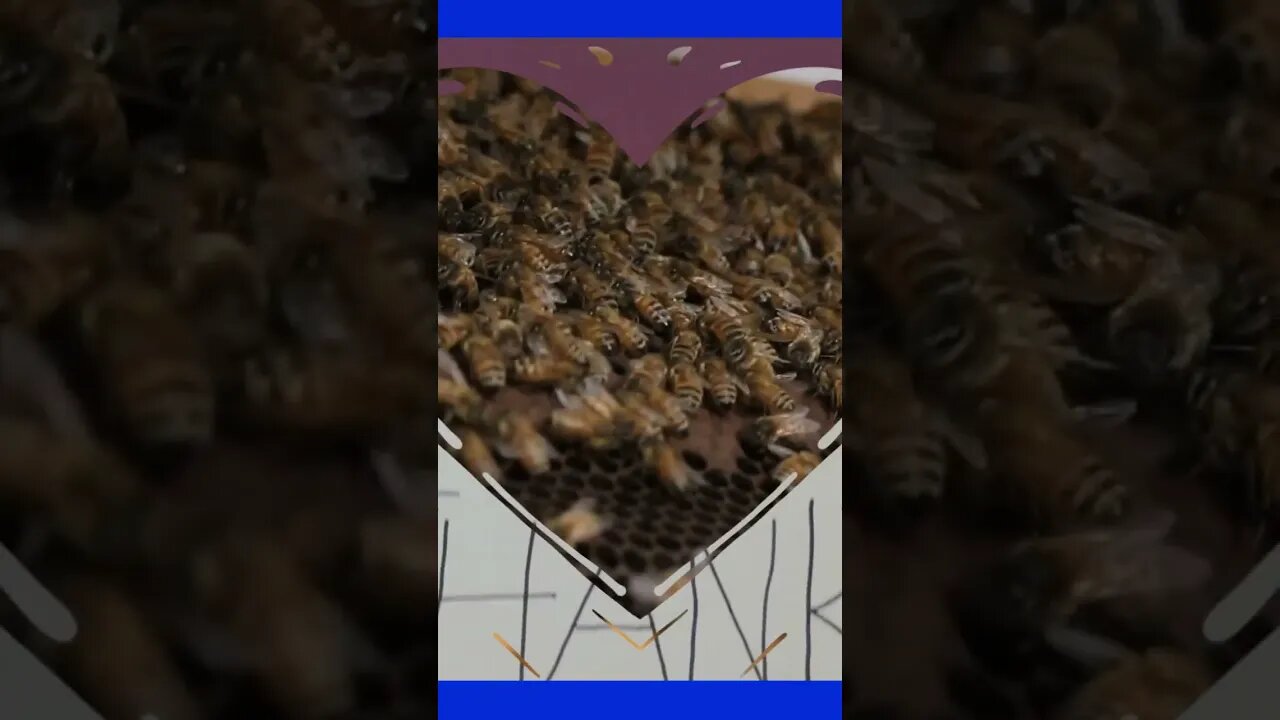 Where Does American Honey Bee Come From? #food #foodie #explore #subscribe #shorts