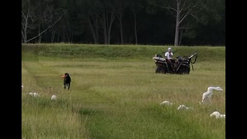 Slugger 12 mo. pattern blind drill