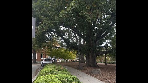 Clemson walk 2024 November