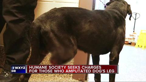 Michigan Humane Society seeking charges for those who amputated dog's leg