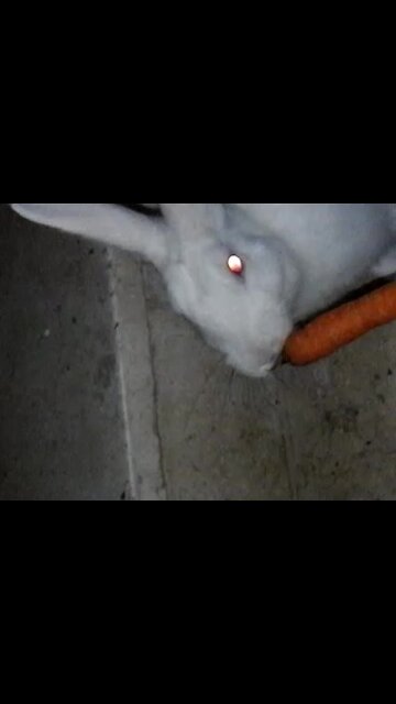 I'm trying to help a lost rabbit found on the stairs