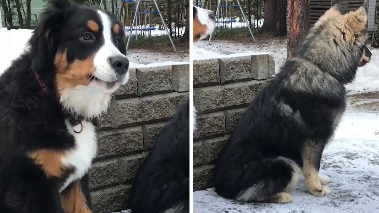 Best friends dogs love barking together