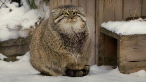 Palla Cat Stands On Her Tail To Keep Her Feet Warm