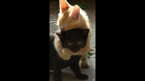 Funny moments from the life of cats. Fun with cats.