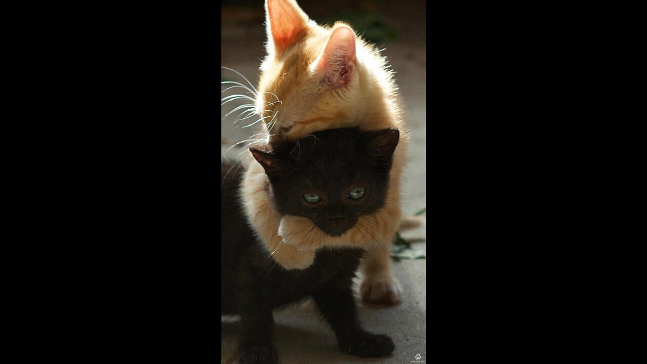 Funny moments from the life of cats. Fun with cats.