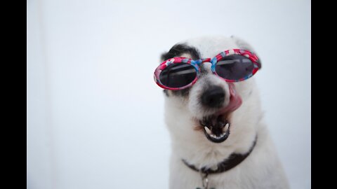 Dogs having fun with their owners