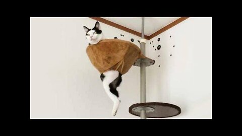 Funniest Cats 😹 - Don't try to hold back Laughter 😂 - Funny Cats Life