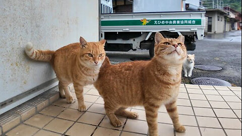 It started raining on Cat Island, so I was taking shelter under the eaves and the cats came too.