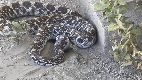 Lunch time for Gopher snake