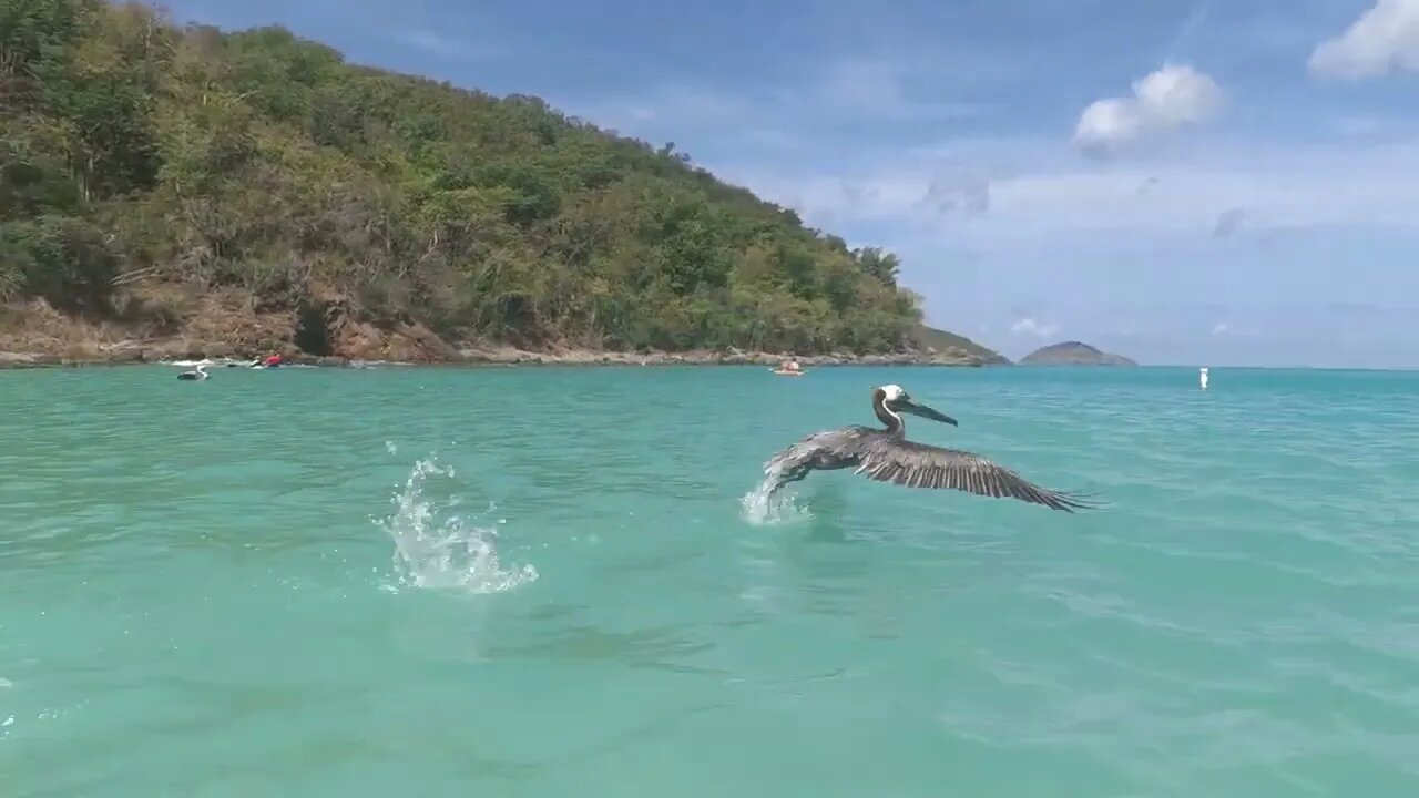 Magens Bay Pelican Encounter