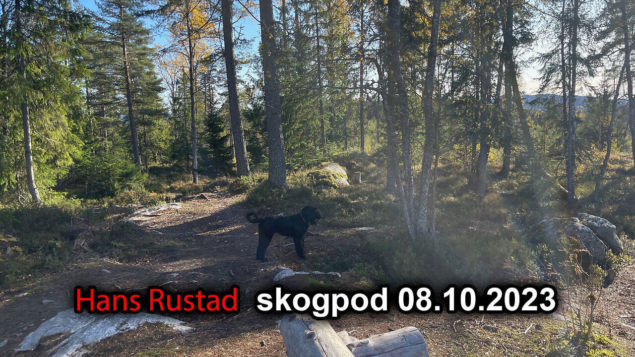 Skogpod 8. oktober 2023