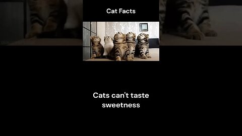 Cat Facts #shorts #youtubeshorts #cat #facts #Humor