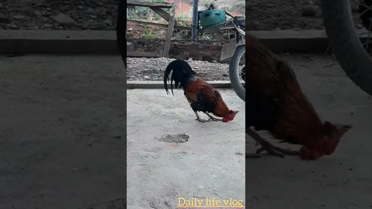 beautiful feathered rooster