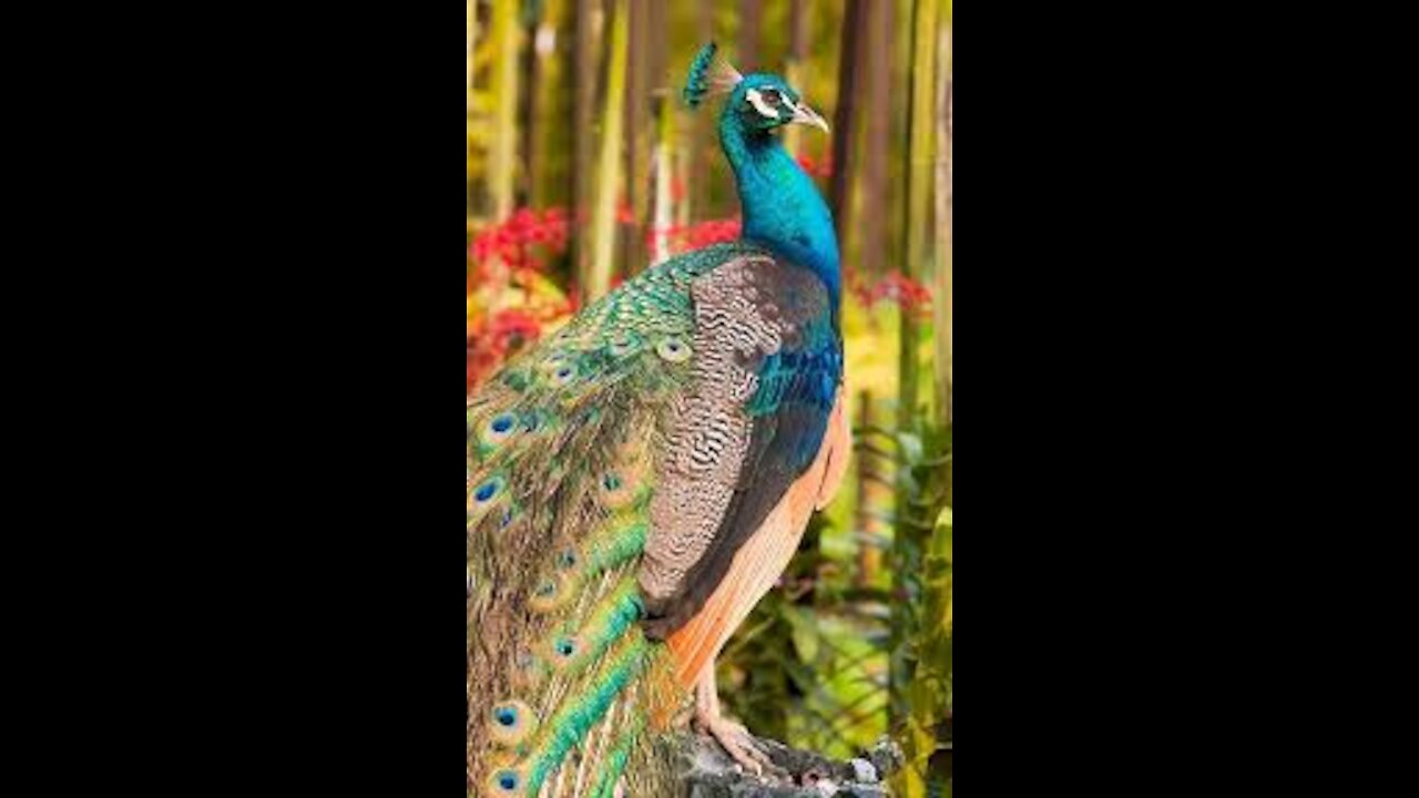 Peacock animals