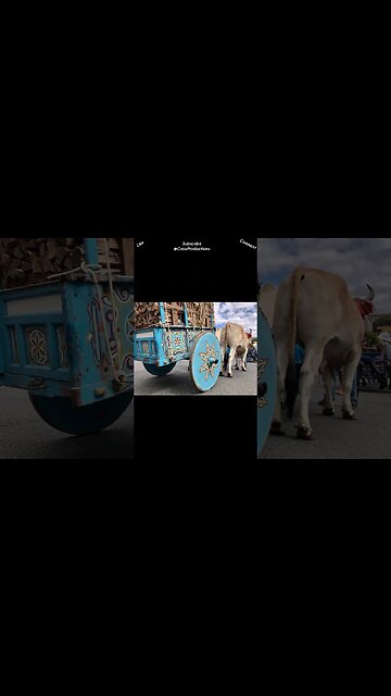 Ox Carts