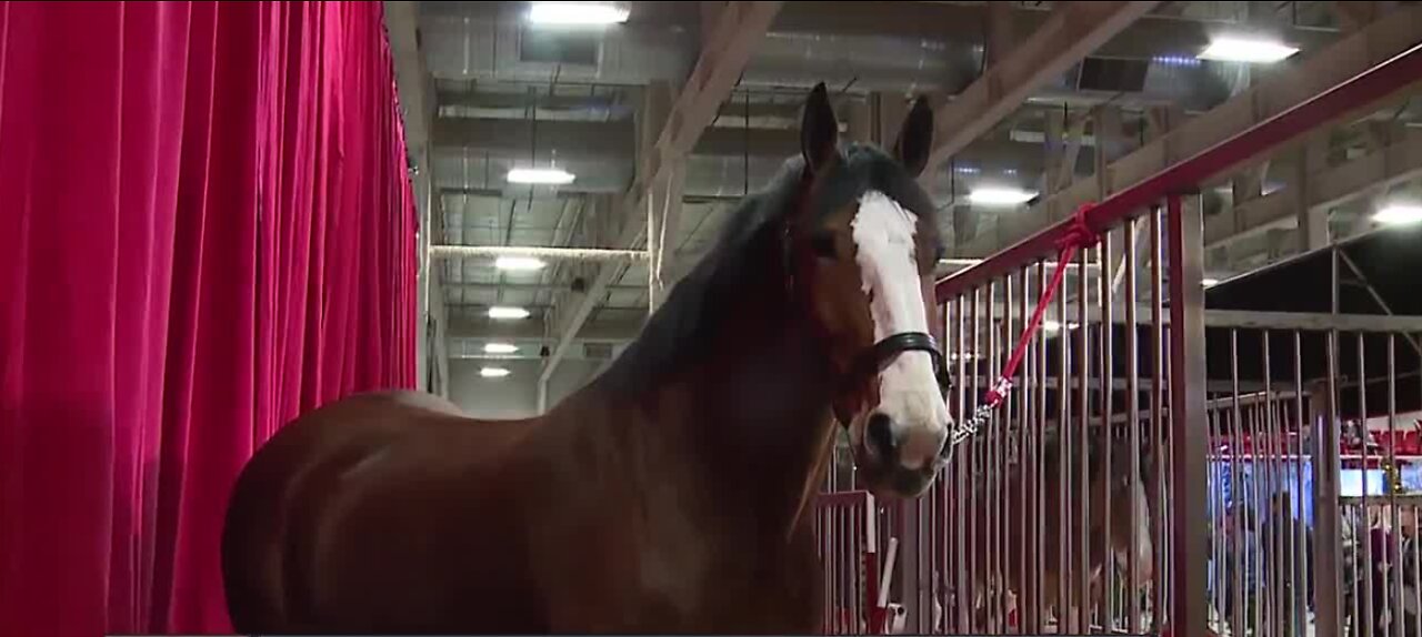 Budweiser Clydesdales visit the Las Vegas valley