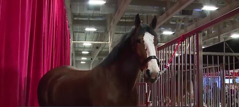 Budweiser Clydesdales visit the Las Vegas valley