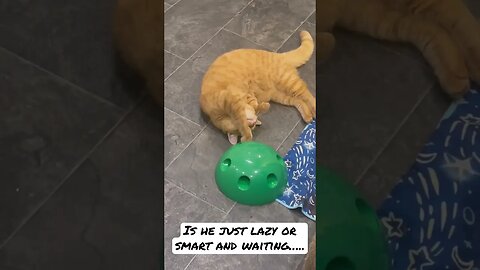 Hilarious Cat Can't Get Enough of His Favorite Toy😂 #catvideos #catsofyoutube #cutecat #funnycats