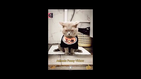 Cat Using Toilet _ Training Cat Videos Compilation 2023 _ Cute Cats _ Animal