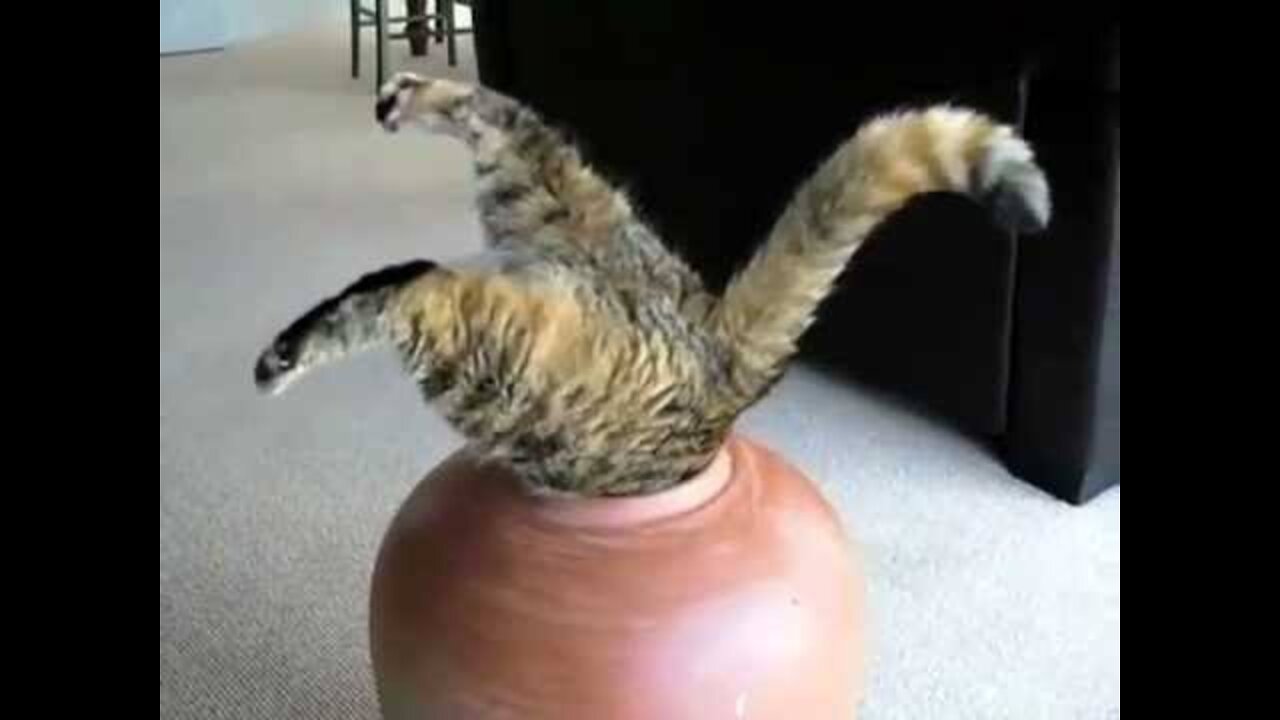 đš Cat's Stupid Actions - Funniest Cats Extraction Video đ - Funny Cats Life