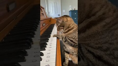 #shorts Смешные Коты Из Тик Тока 217 Funny Cats From Tiktok