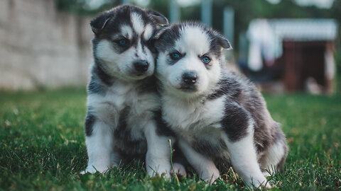 Huskies Being Dramatic & Weird - Funny and Cute Husky Puppies