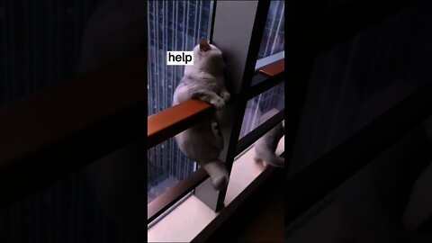 Funny cat 🐱 video