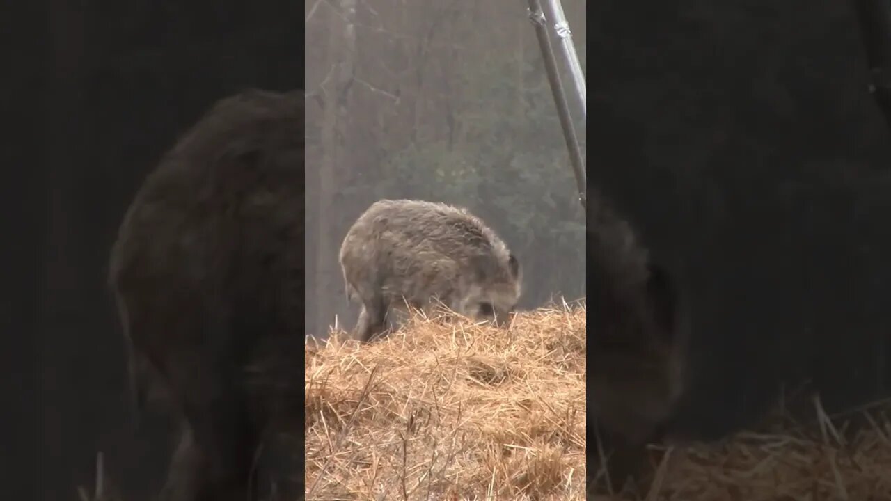 Texas Hog Hunting