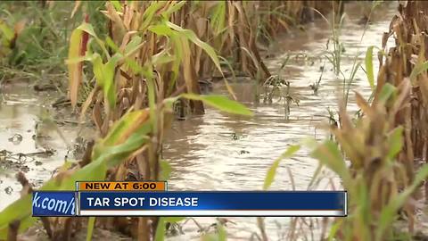 Rare disease impacts crops in Janesville