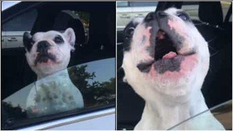 Bulldog francese è un vero cantante lirico!