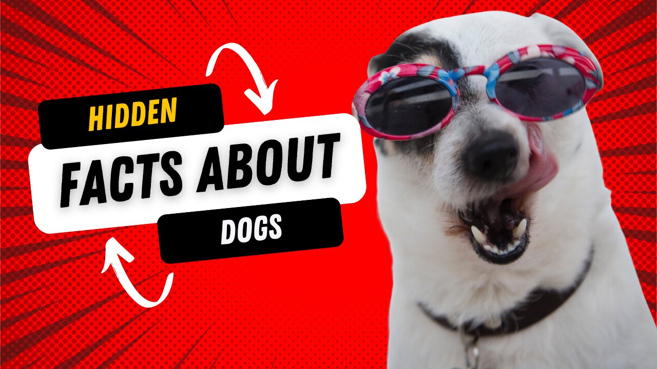 Unveiling the Hidden 5 Traits of Dogs That Will Amaze You