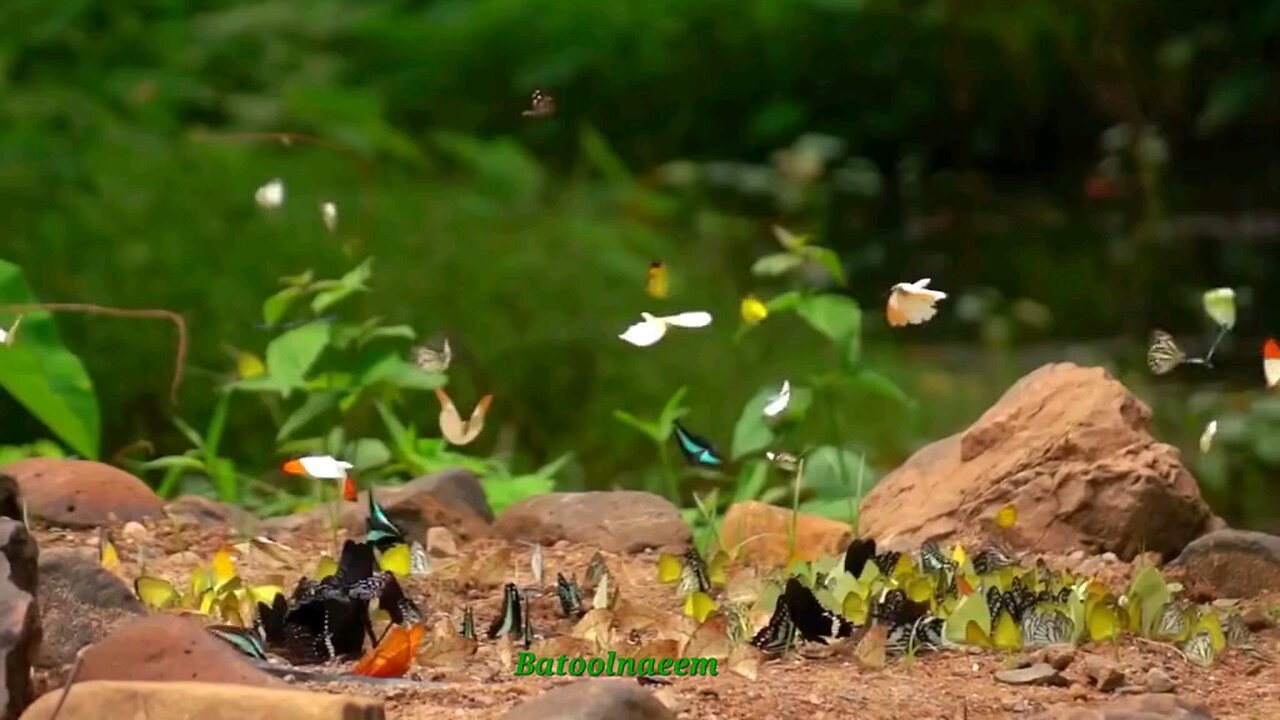 Beautiful Nature🦋