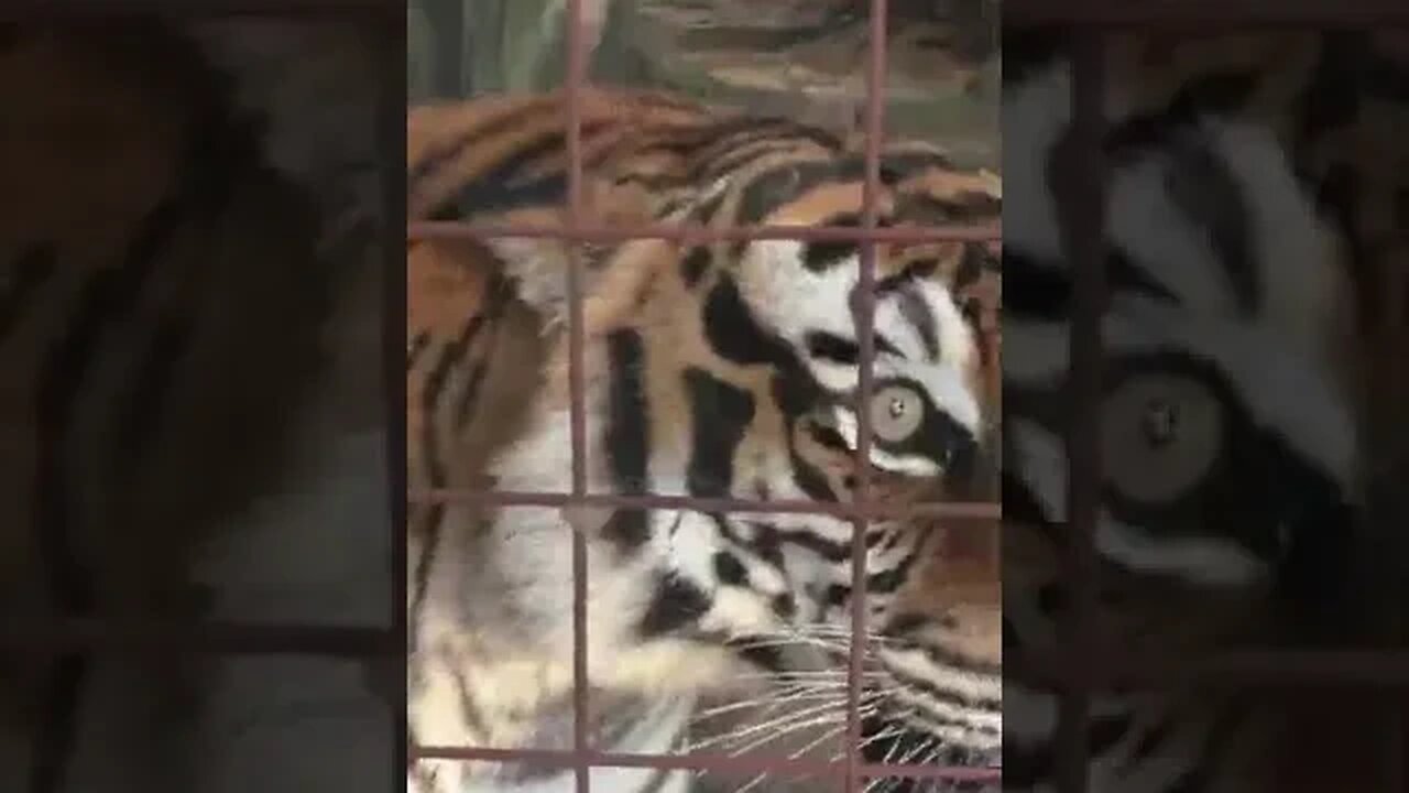 TIGER ROAR!!