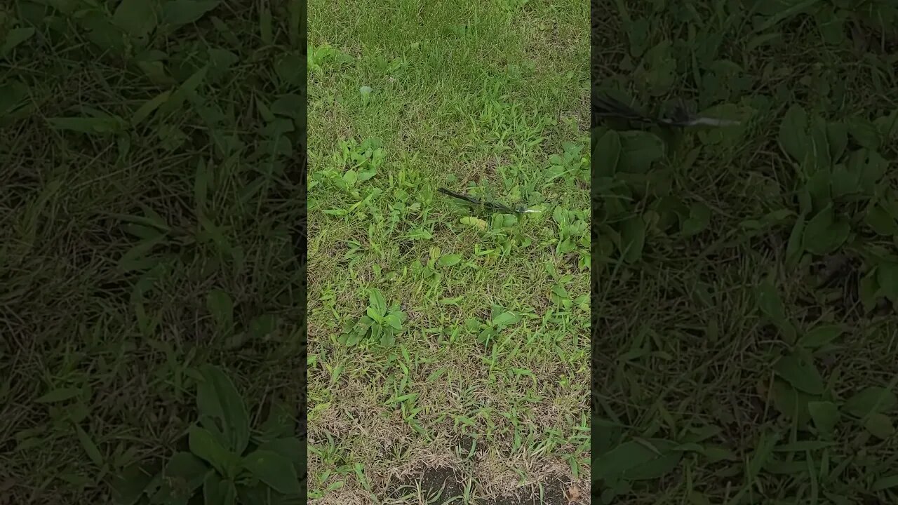 I wasn't supposed to say anything sorry #shorts