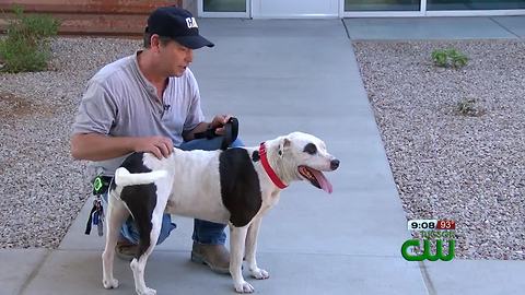 A man was reunited with his dog six months after running away