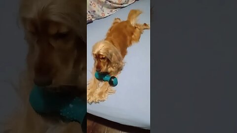 #dogshow , #animals , #dogs , #shorts