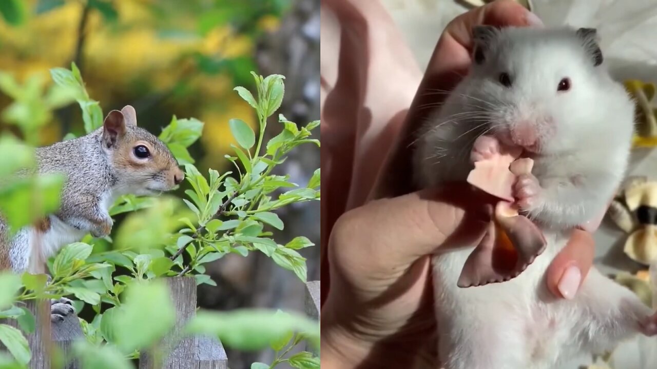 Heartwarming Moments A Compilation of the Cutest Animals You'll Ever See 🐾