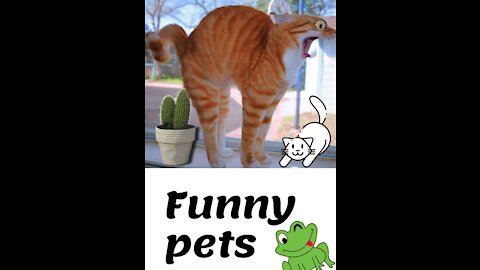 Cute Pets And Funny Animals Compilation #2 💗