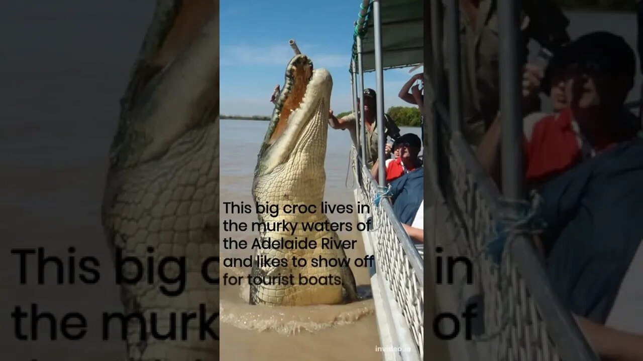 The Largest Crocodiles in the World, #shorts.