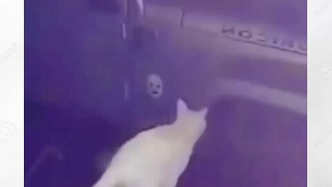 funny video 🐈 cat