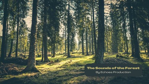 The Sounds of the Forest [ Relaxing Nature Sounds for Meditation🍃🍁🌿🍂 ]