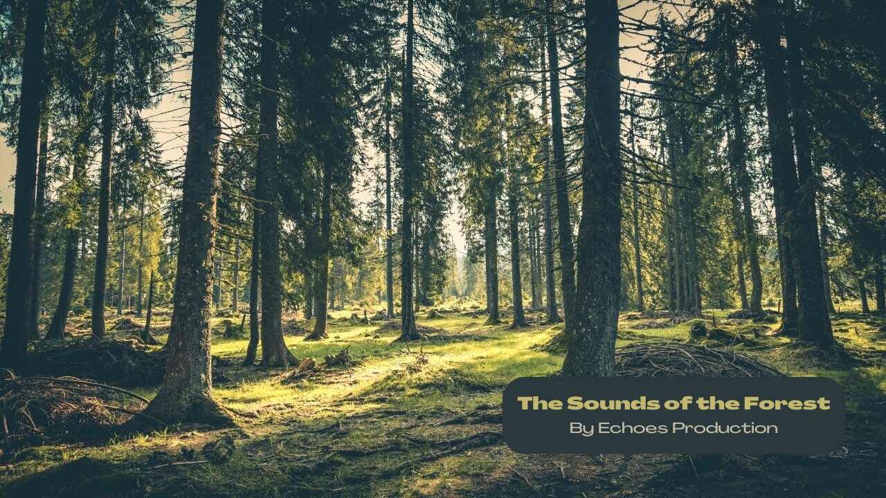 The Sounds of the Forest [ Relaxing Nature Sounds for Meditation🍃🍁🌿🍂 ]