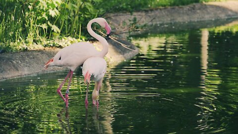 Les oiseaux|EP1|❤