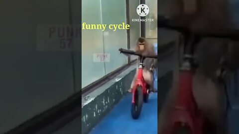 Monkey funny cycle #shorts #viral #trendingshorts #video