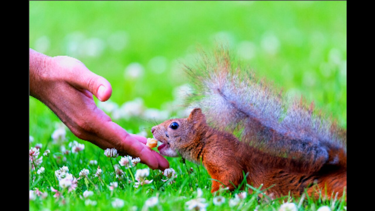 A squirrel eats nuts