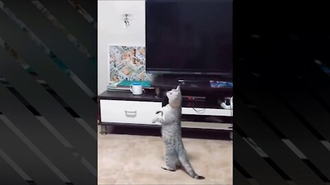 Cute Cat Attacks The Helicopter - How Dare You Fly in Front Of Me