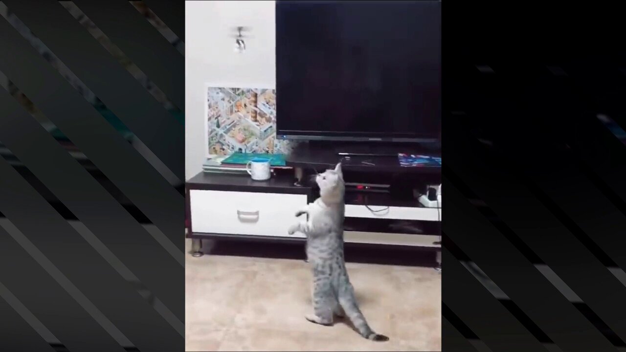 Cute Cat Attacks The Helicopter - How Dare You Fly in Front Of Me