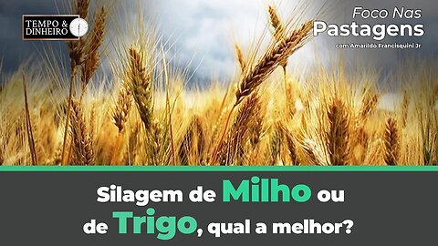 Silagem de Milho ou de Trigo, qual a melhor. Saiba agora, com Foco nas Pastagens.