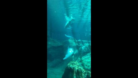 Georgia Aquarium Whale